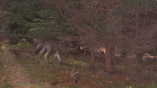 Vlk zachycený fotopastí na Broumovsku v roce 2015