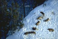 Počty vlků v Beskydech dlouhodobě stagnují: nová studie dokládá vliv jejich lovu na Slovensku