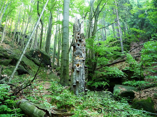 Přirozené lesy Národního parku České Švýcarsko. Zdroj: fotogalerie NPČŠ, http://www.npcs.cz/