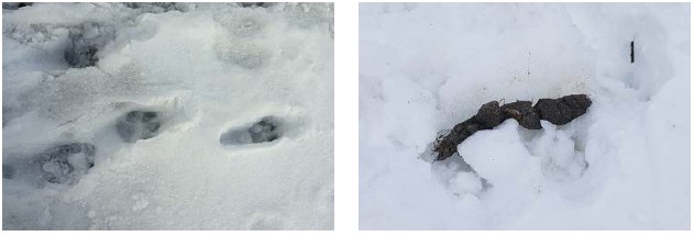 Typické stopy a trus vlka ze stopní dráhy sledované na 5–6 km dlouhé trase z Vraních hor přes Uniemyśl na Hraniční hřbet v CHKO Broumovsko (30. 3. 2013) (obě foto P. Bobr).